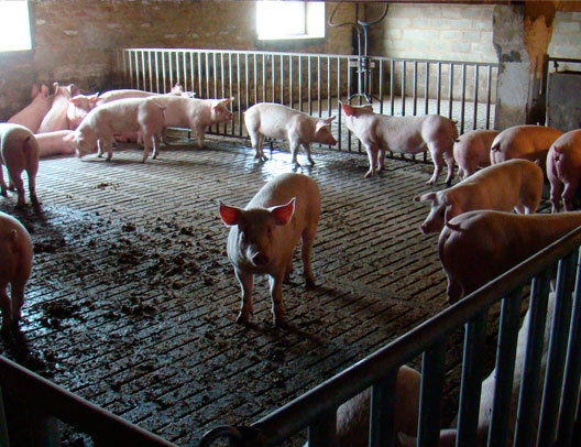 Бокси для відгодівлі